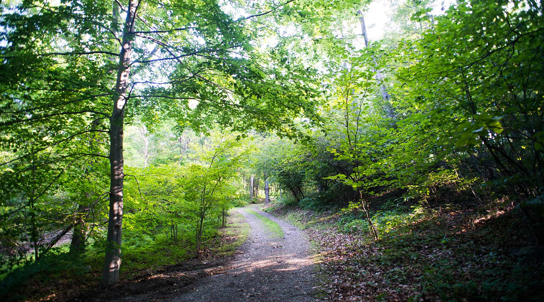 trails-more