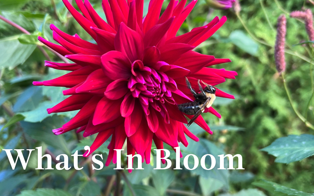 What’s In Bloom: Autumn 2026